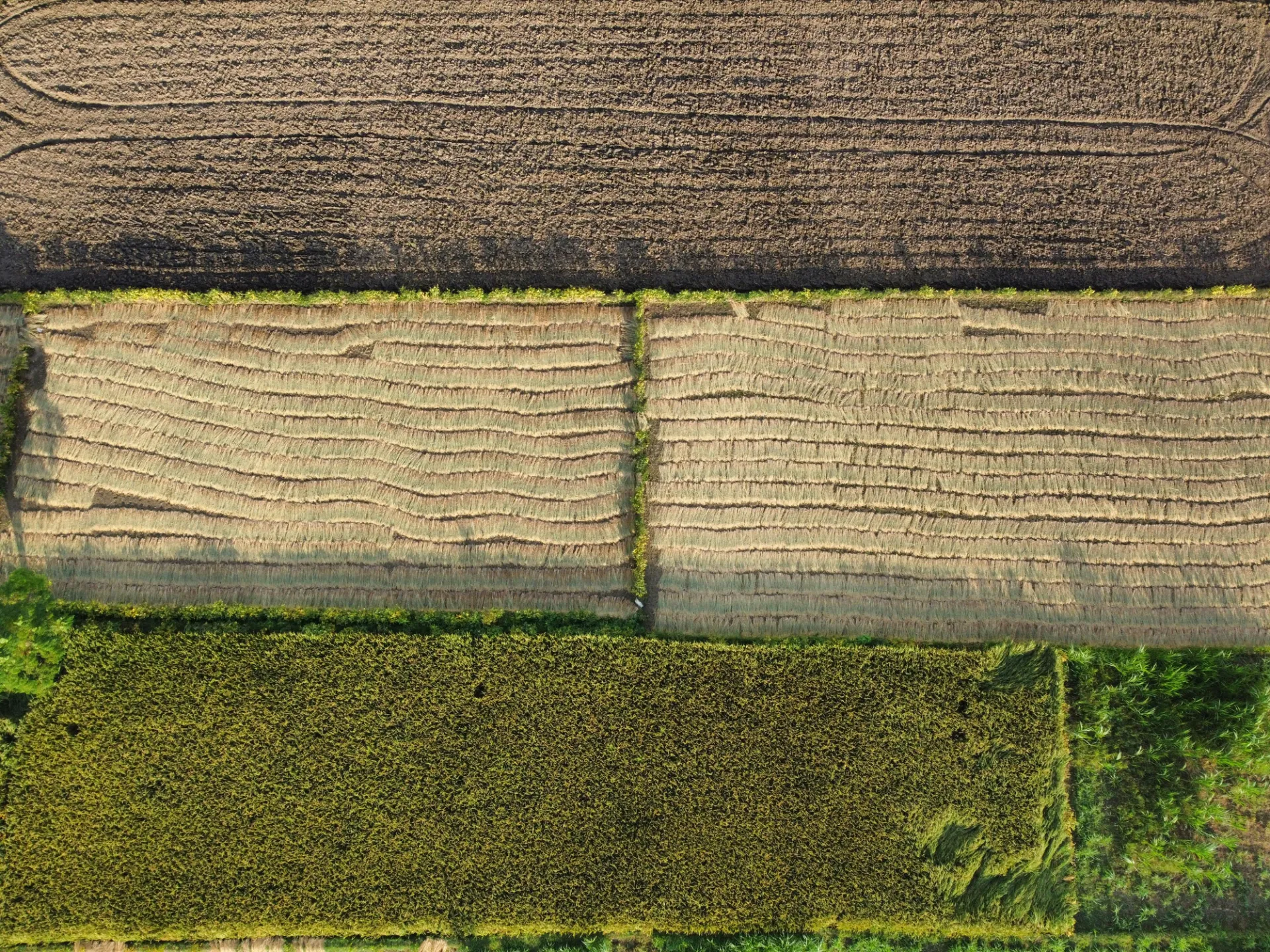 Prime 50x100 Plot in Kenol Town